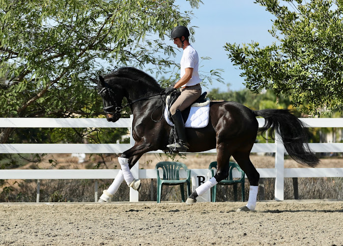 Exclusive Dressage Imports | San Diego Horses For Sale | Warmblood Horses |