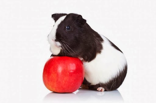 St Clair Veterinary Care Gallery - United Kingdom