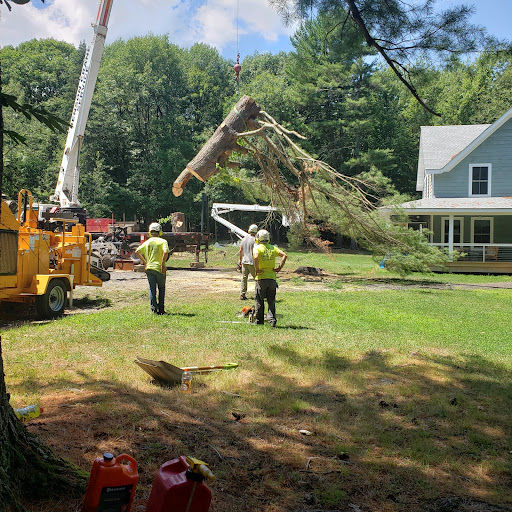 Tree Pros - Thumbnail