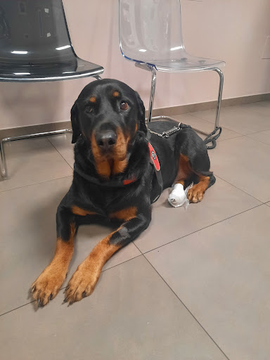 Veterinary Surgery Right Secchia - Thumbnail