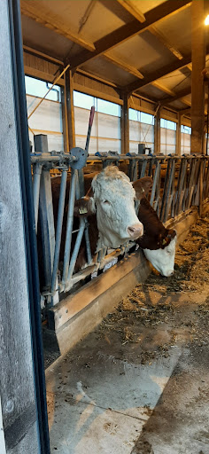 Meinikheim´s farm milk - Thumbnail
