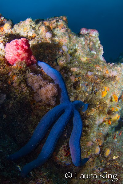 Photos of Aliwal Dive Centre