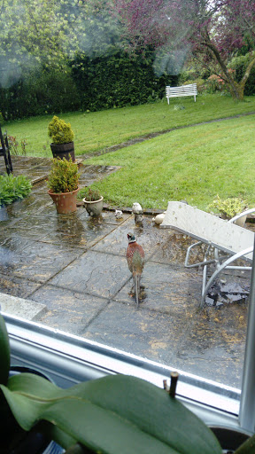Browside Cattery - Thumbnail