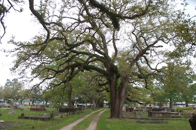 Orange Grove & Graceland