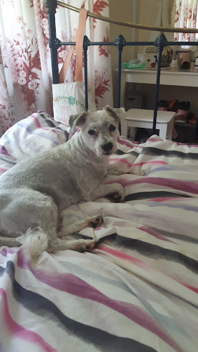 Oxford Dog Grooming