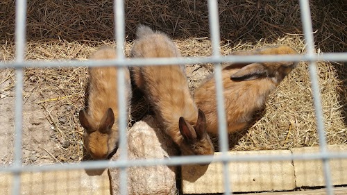 Rabbit Village