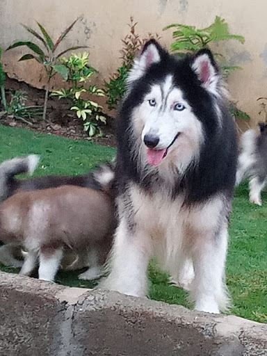 Show Quality Blue eyes siberian Husky puppies ready for new loving home... post image