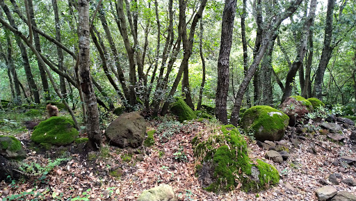 Monte Arci, area picnic Sa Miza de sa Figu - Thumbnail