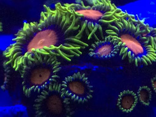 Summers Aquatics - Visual