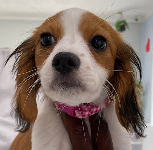 Photo of Hialeah Animal Clinic Del propietario