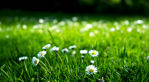Photo n°1 de Mon Espace Nature (MEN) à Monnaie (Paysagiste)