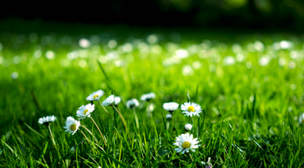 Mon Espace Nature (MEN)