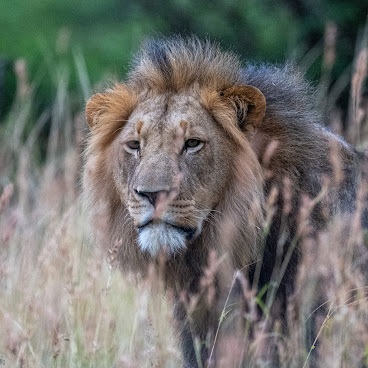 Babanango Game Reserve by null