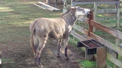 Chippokes Farm and Forestry Museum