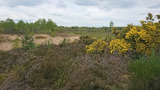 Chobham Common - Visual