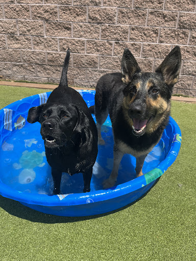 Canine Clubhouse - Thumbnail