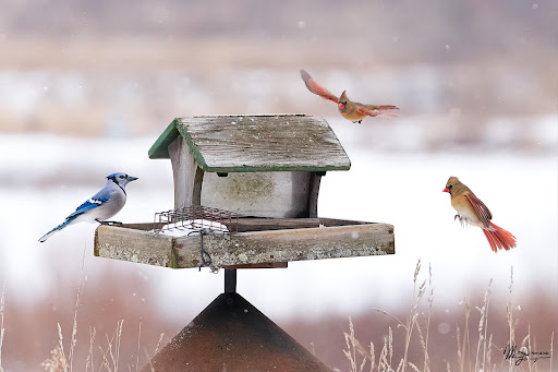 Mill Creek Wildlife Sanctuary - Thumbnail