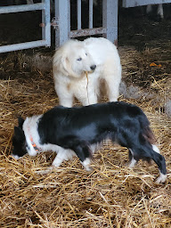 Photo n°13 de Elevage berger-australien, pension canine à Vaire (Éleveur)