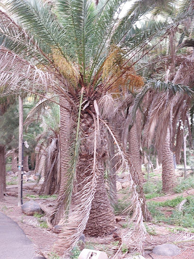 Palmenhain Costa Calma