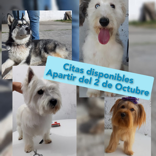Veterinaria ANFER sucursal SAN JOSE