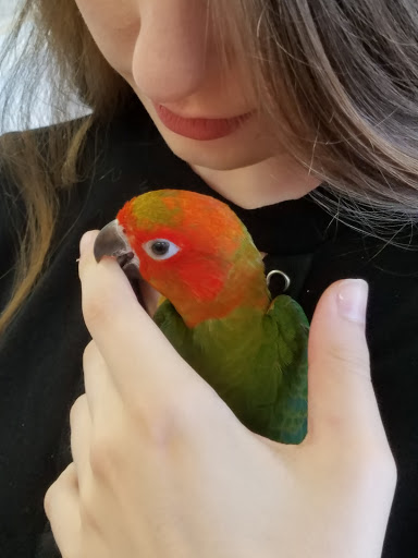 The Parrots Nest Of Maryland - Thumbnail