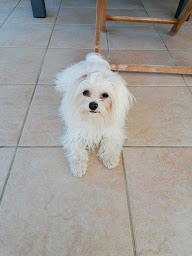 Photo n°21 de Coton de tulear d'aquitaine – Elevage de coton de tuléar à Magescq (Éleveur de chiens)