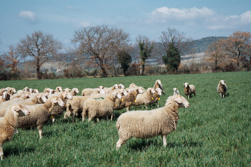 Tuscany Farm Holiday Grosseto - Oasi del Pianettino - Thumbnail