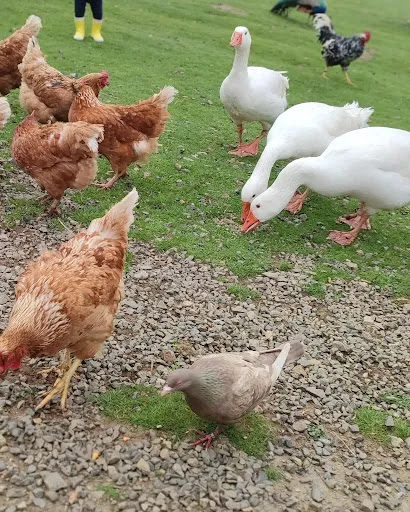 La Combe aux Ânes - Ferme pédagogique et asinerie - Thumbnail