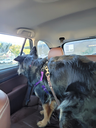 Big Thompson Animal Hospital - Thumbnail