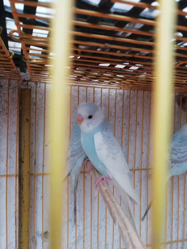 Aviario los canarios - Thumbnail