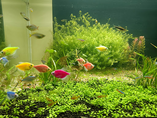 [弘海水族館 水族店的外部或內部照片]
