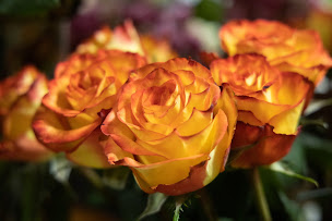 Photo n°13 de Au Bonheur d'une Fleur à Saint-Corneille (Livraison de fleurs)