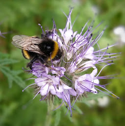 Photo n°12 de La Vieille Ferme - Chambres d'hôtes en Normandie à Ingouville (Chambre d'hôtes)