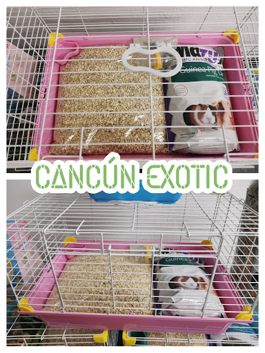 Cancun Exotic - Thumbnail