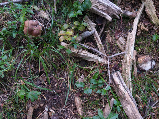 Bosques de Plan - Visual