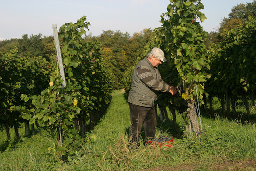 Weingut Sonnenhof Fam. Mattmüller - Thumbnail