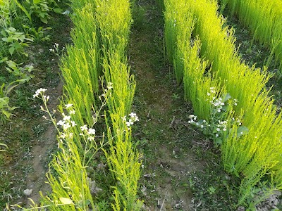 Photos of হালিমা বাপের বাড়ী