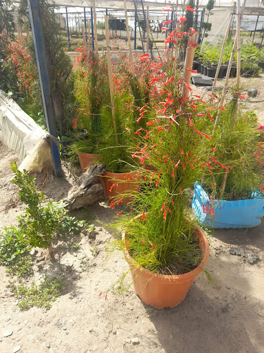 Farilya Çiçekçilik