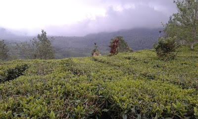 Photos of Bukit Daun