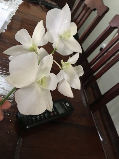 Photos of Smithy's Garden