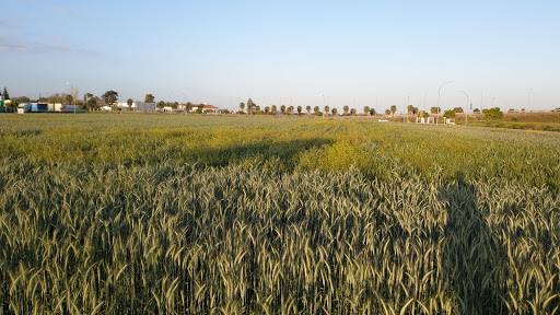 Cebollas Lolo - Thumbnail