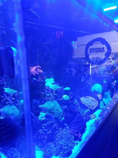 Hydra Aquatics International