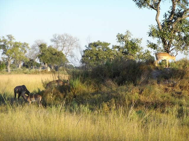 Kanana - Ker & Downey Botswana