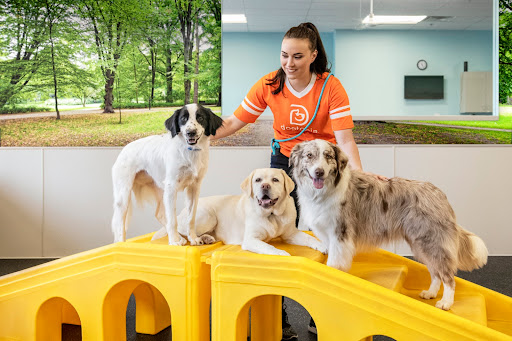 Dogtopia of Bethpage - Thumbnail