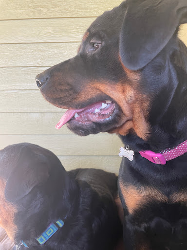 Best Friends Mobile Veterinary Care Gallery - United States