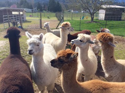 Happy Valley Alpaca Ranch