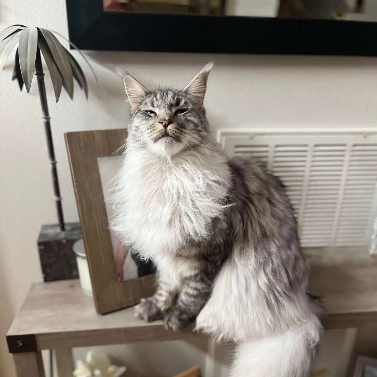 Texas Main Attraction Maine Coon Cattery - Cattery