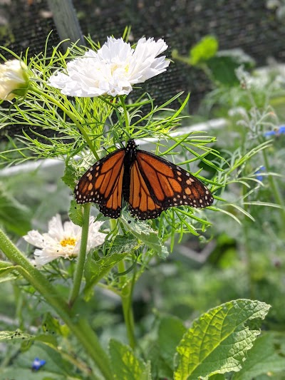 Monarch Butterfly Box & Caterpillar Cafe