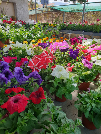 Flower Garden di Palazzolo - Thumbnail