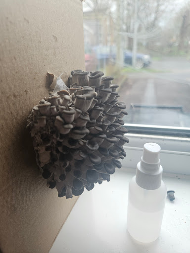 Mushroom Culture - Thumbnail